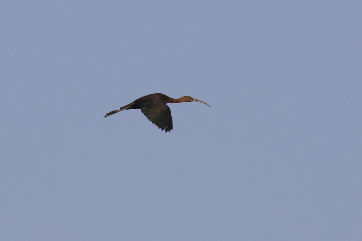 bronseibis - ML624111293