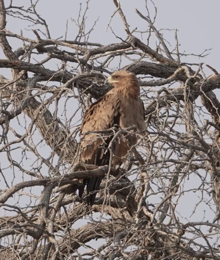 Tawny Eagle - ML624111347