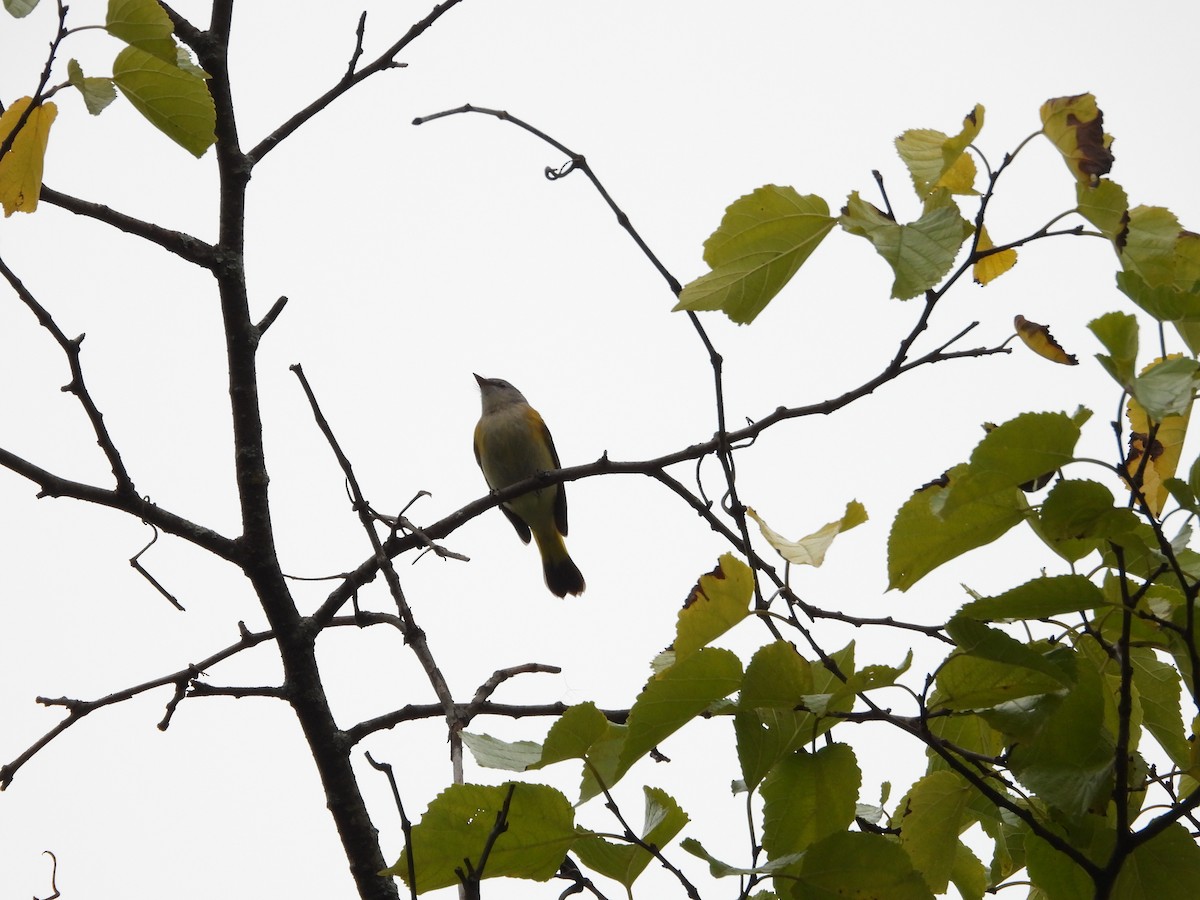 American Redstart - Susanne Tam