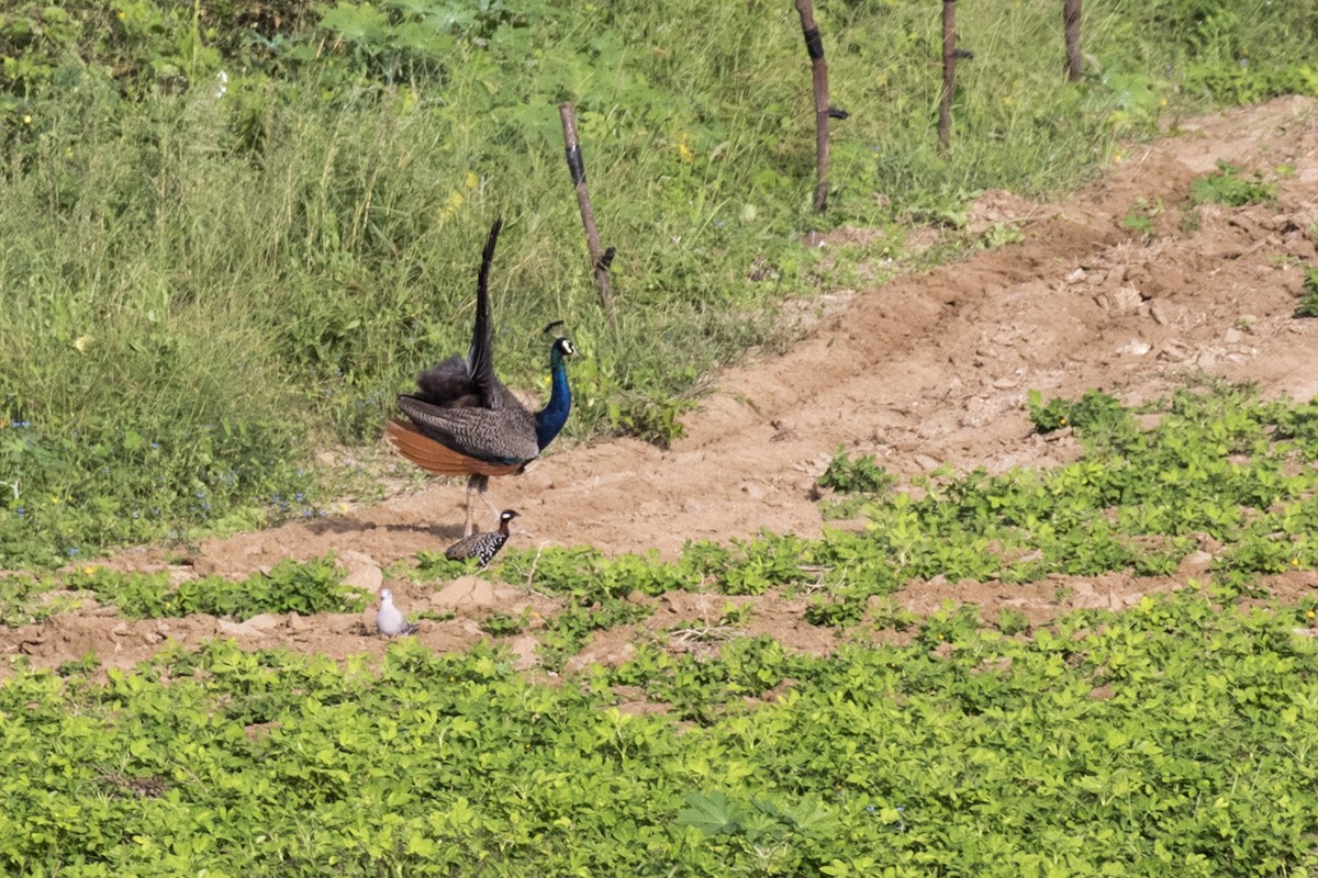 Black Francolin - Ramesh Shenai