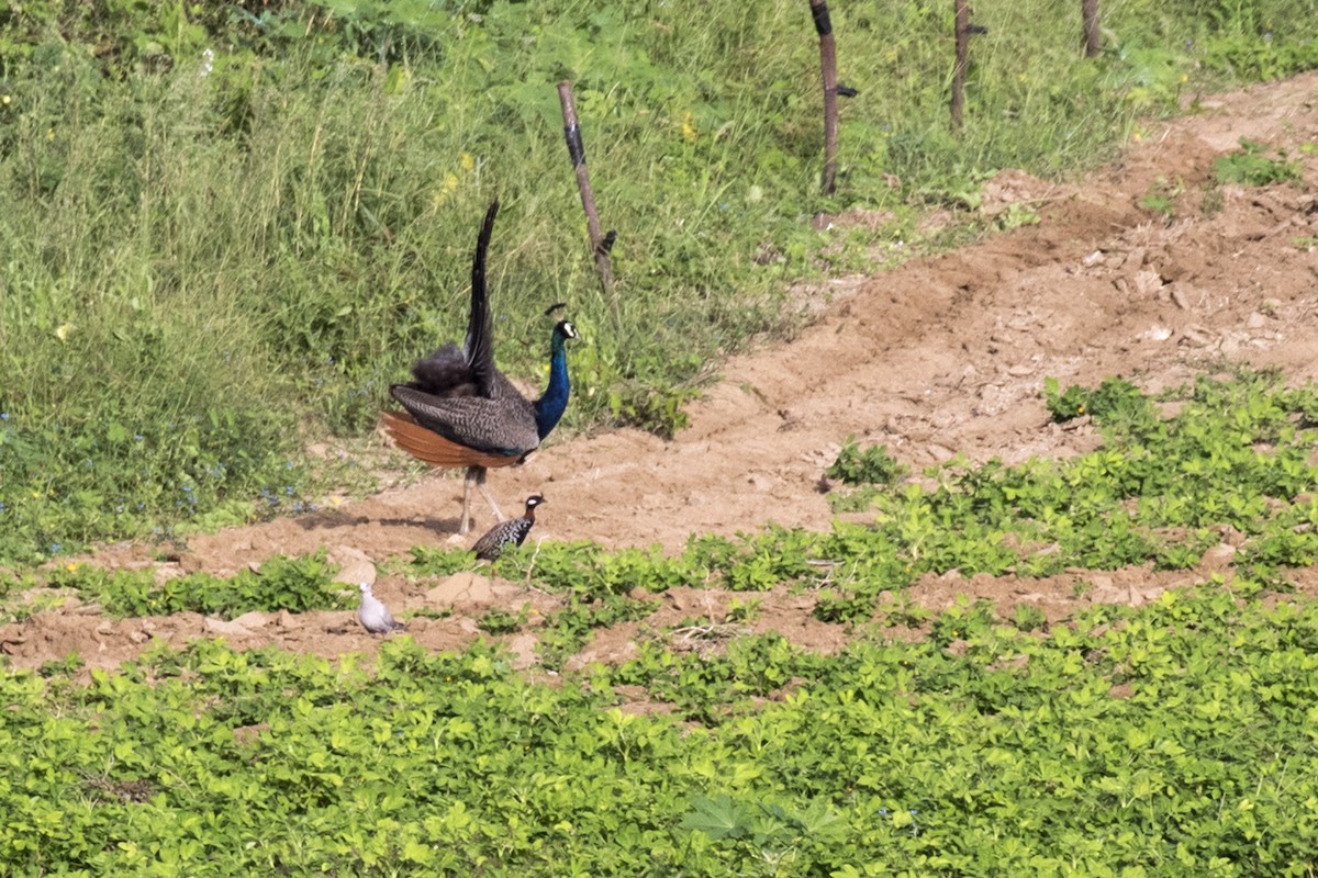 Black Francolin - Ramesh Shenai