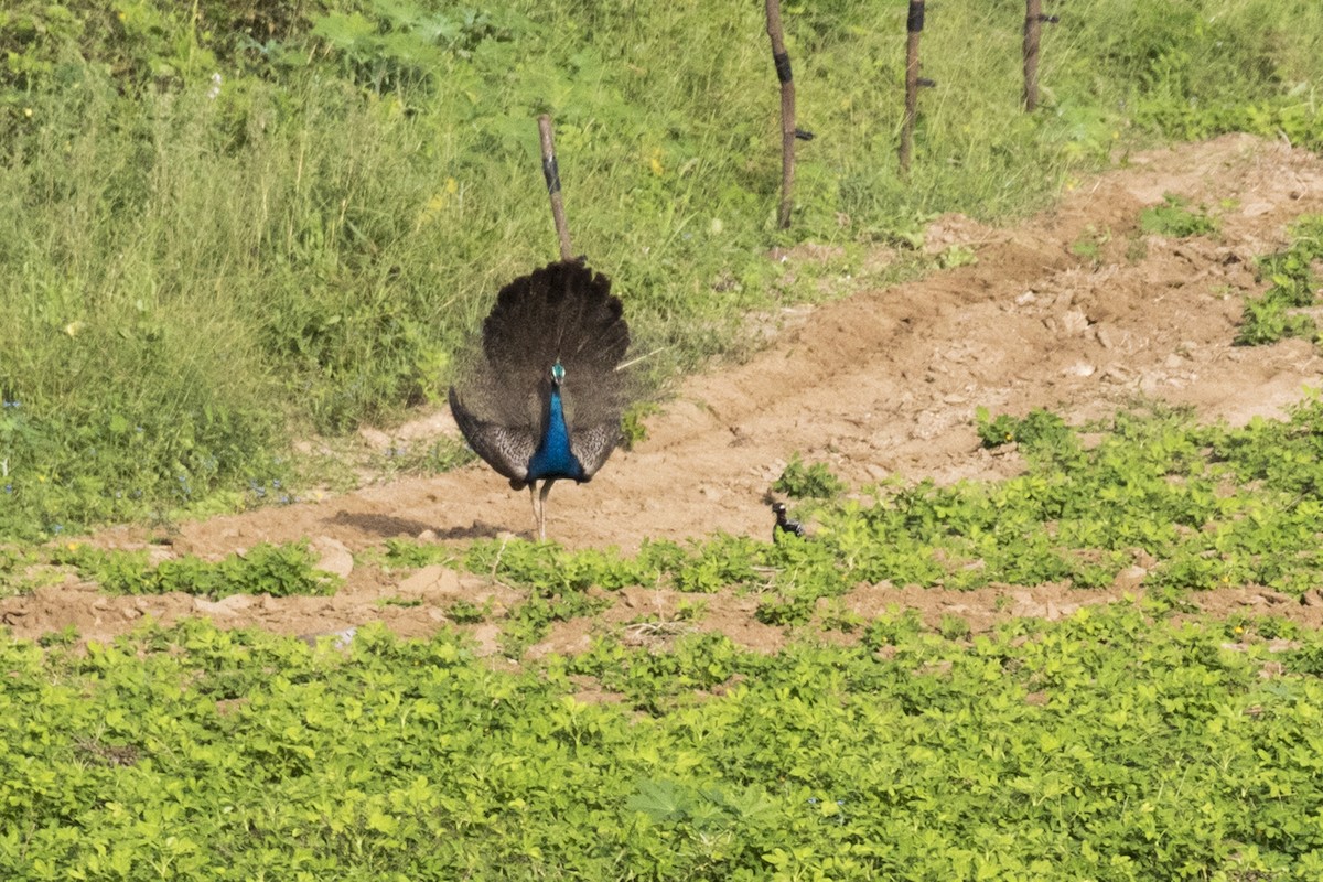 Indian Peafowl - ML624111375