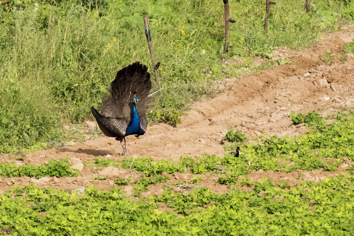 Indian Peafowl - ML624111376