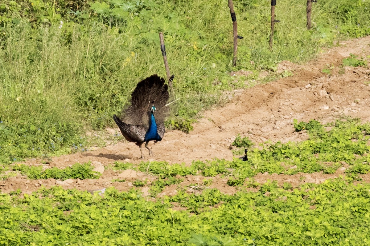 Indian Peafowl - ML624111377