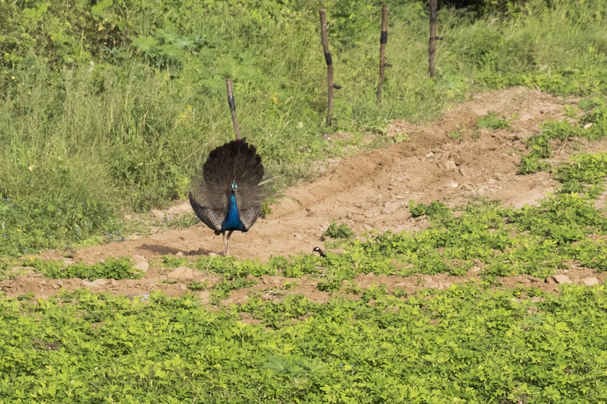 Indian Peafowl - ML624111378