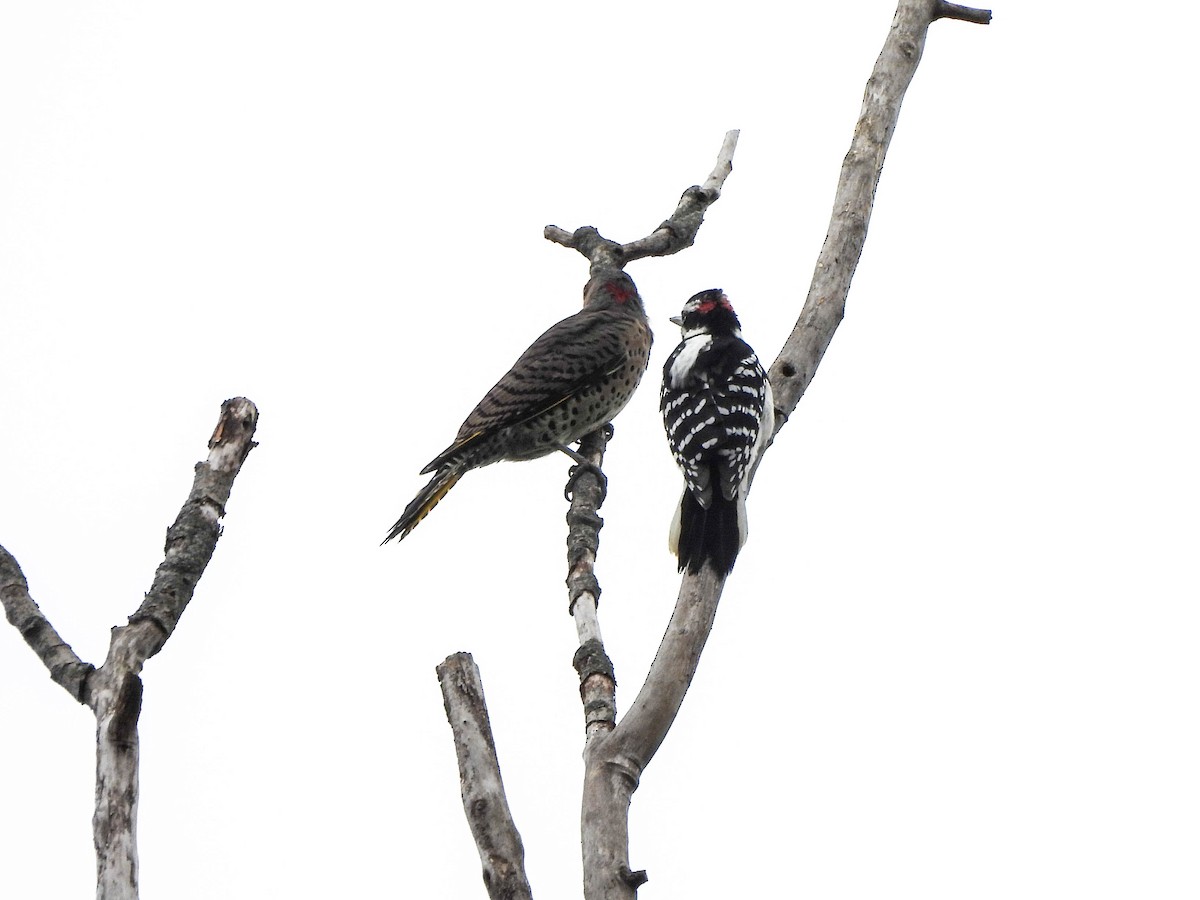 Hairy Woodpecker - ML624111399