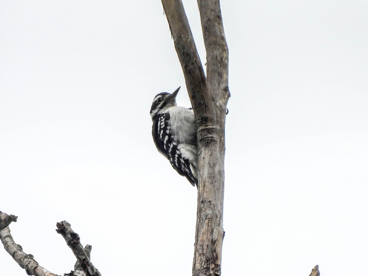 Hairy Woodpecker - ML624111400