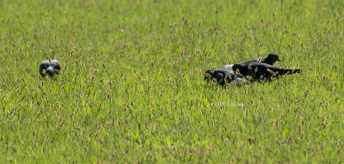 Rock Pigeon (Feral Pigeon) - ML624111421