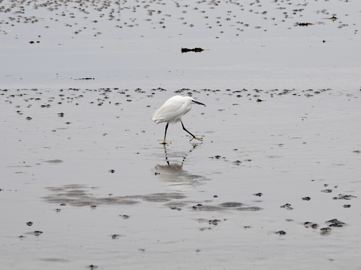 Little Egret - Tony Stewart