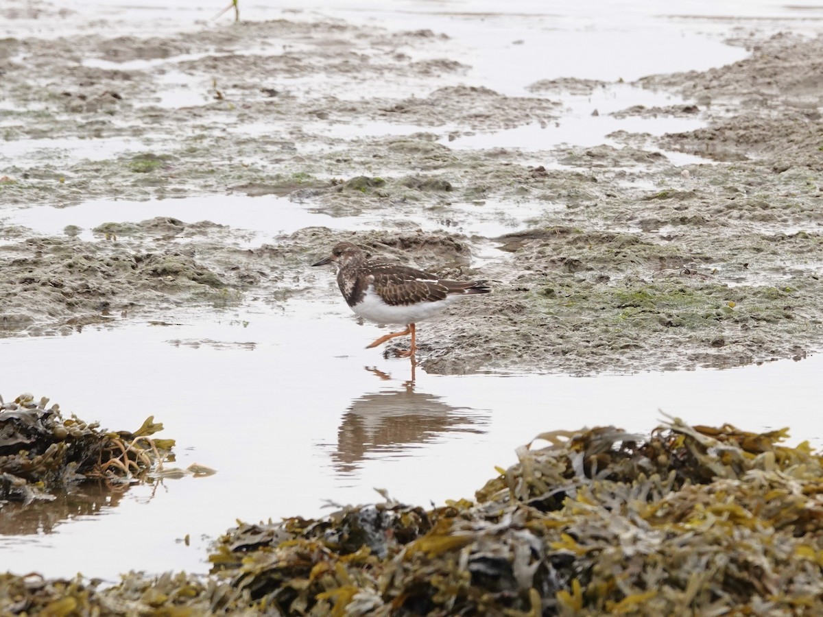 Ruddy Turnstone - ML624111466