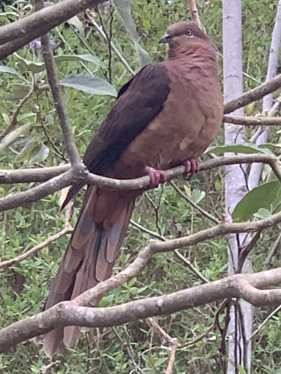 Brown Cuckoo-Dove - George Lynch