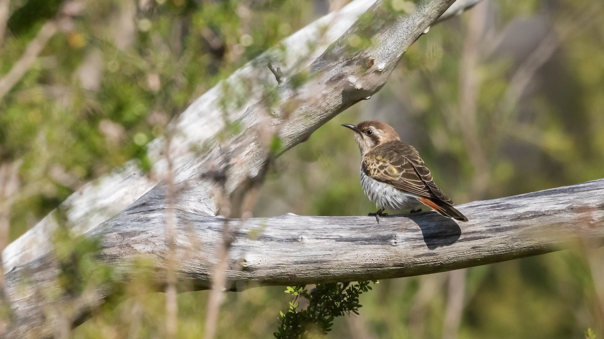 Horsfield's Bronze-Cuckoo - ML624111510