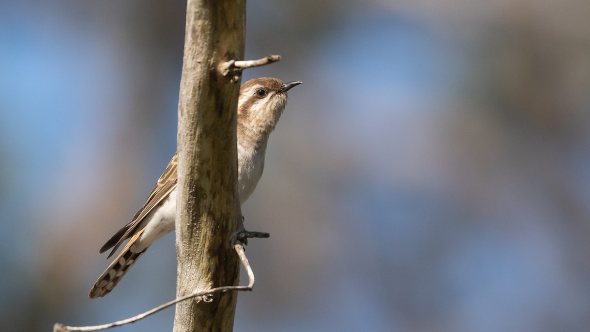 Horsfield's Bronze-Cuckoo - ML624111511