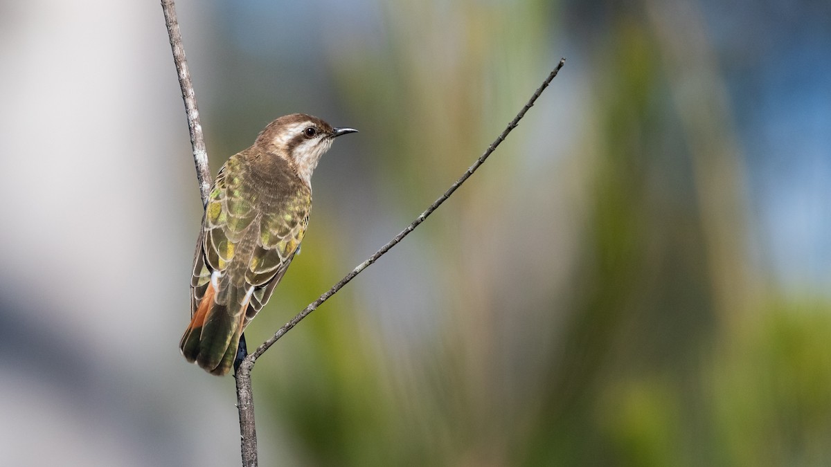 Horsfield's Bronze-Cuckoo - ML624111513