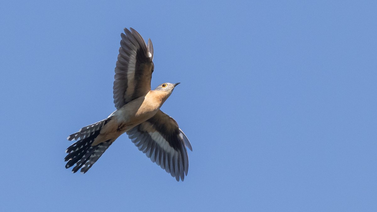 Fan-tailed Cuckoo - ML624111586