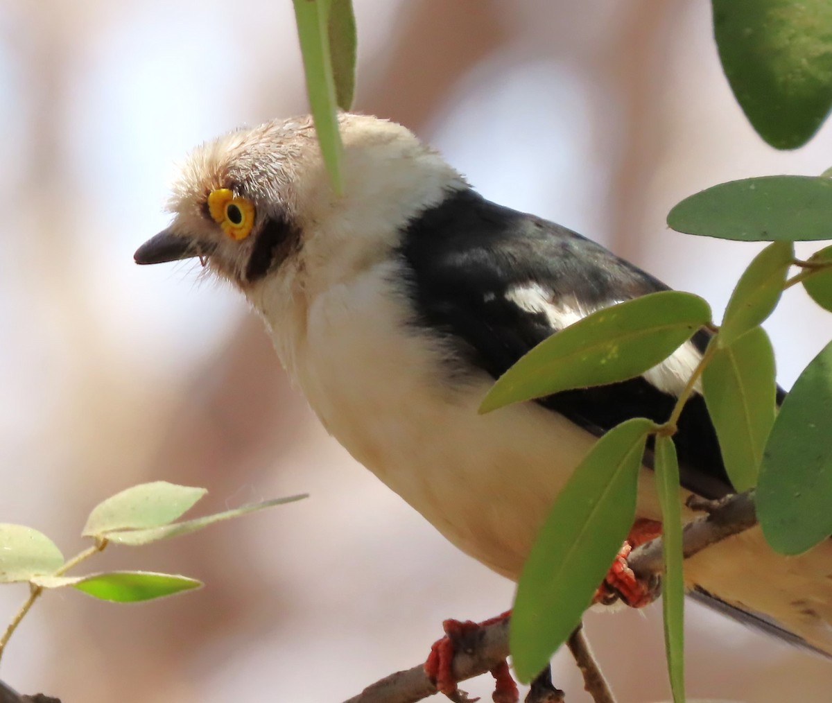 White Helmetshrike - ML624111661