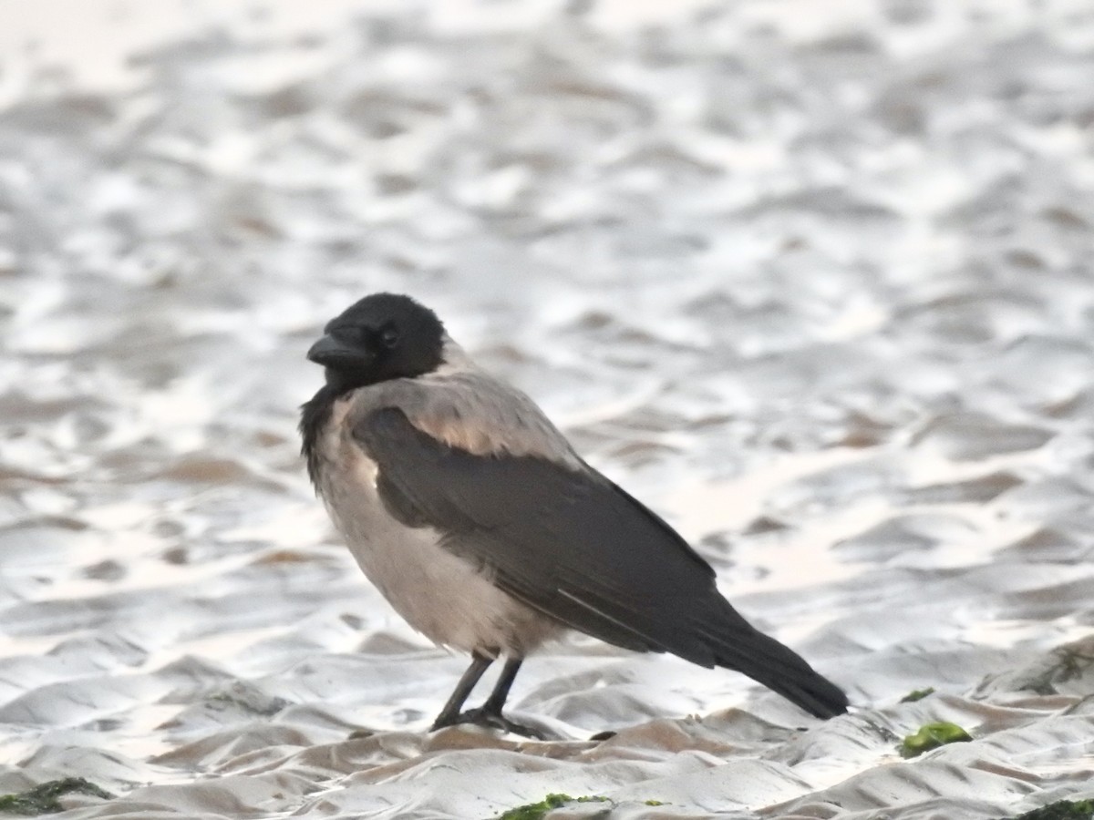 Hooded Crow - ML624111667