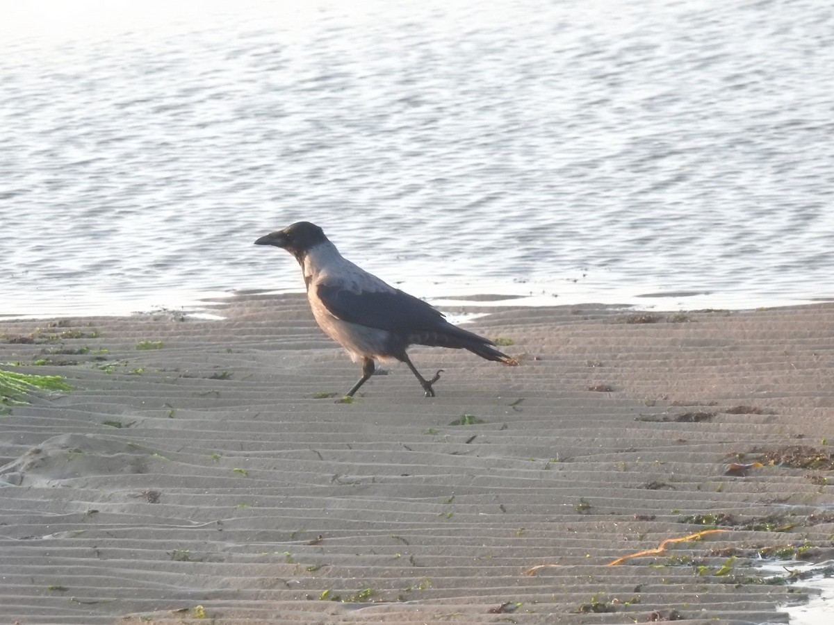 Hooded Crow - ML624111679