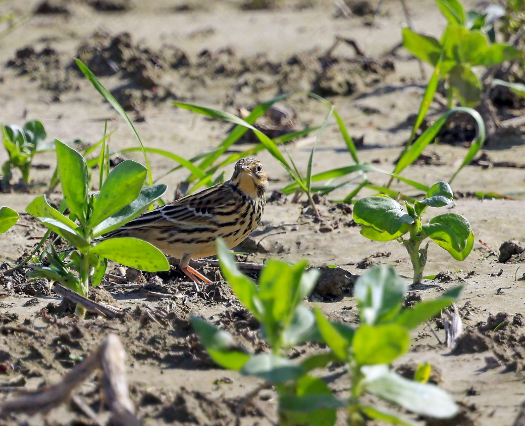 Red-throated Pipit - ML624111726