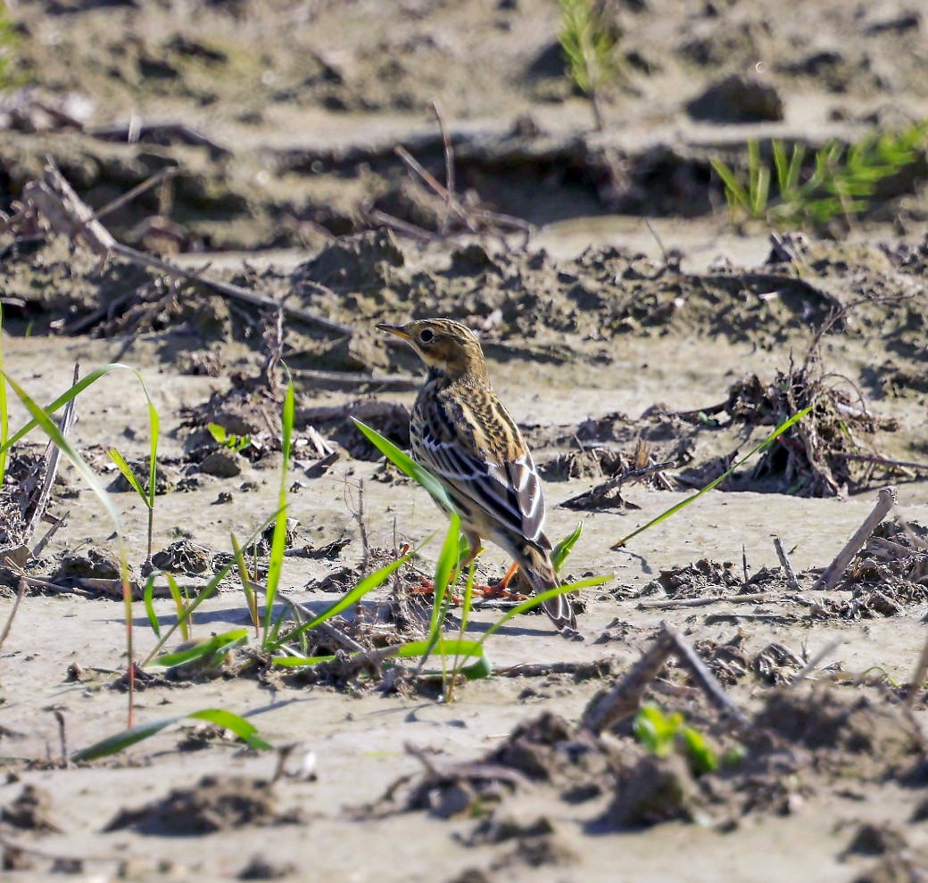 Red-throated Pipit - ML624111727