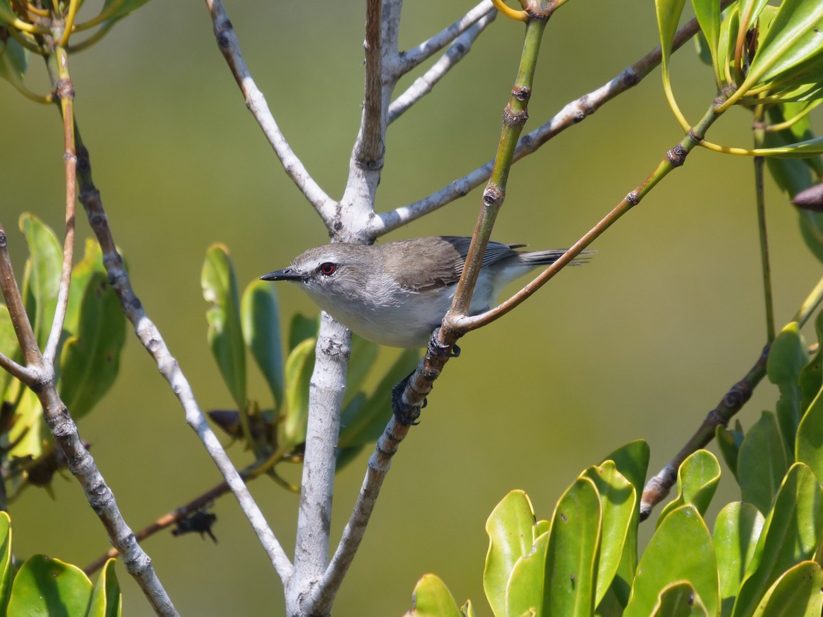 Mangrove Gerygone - ML624111750