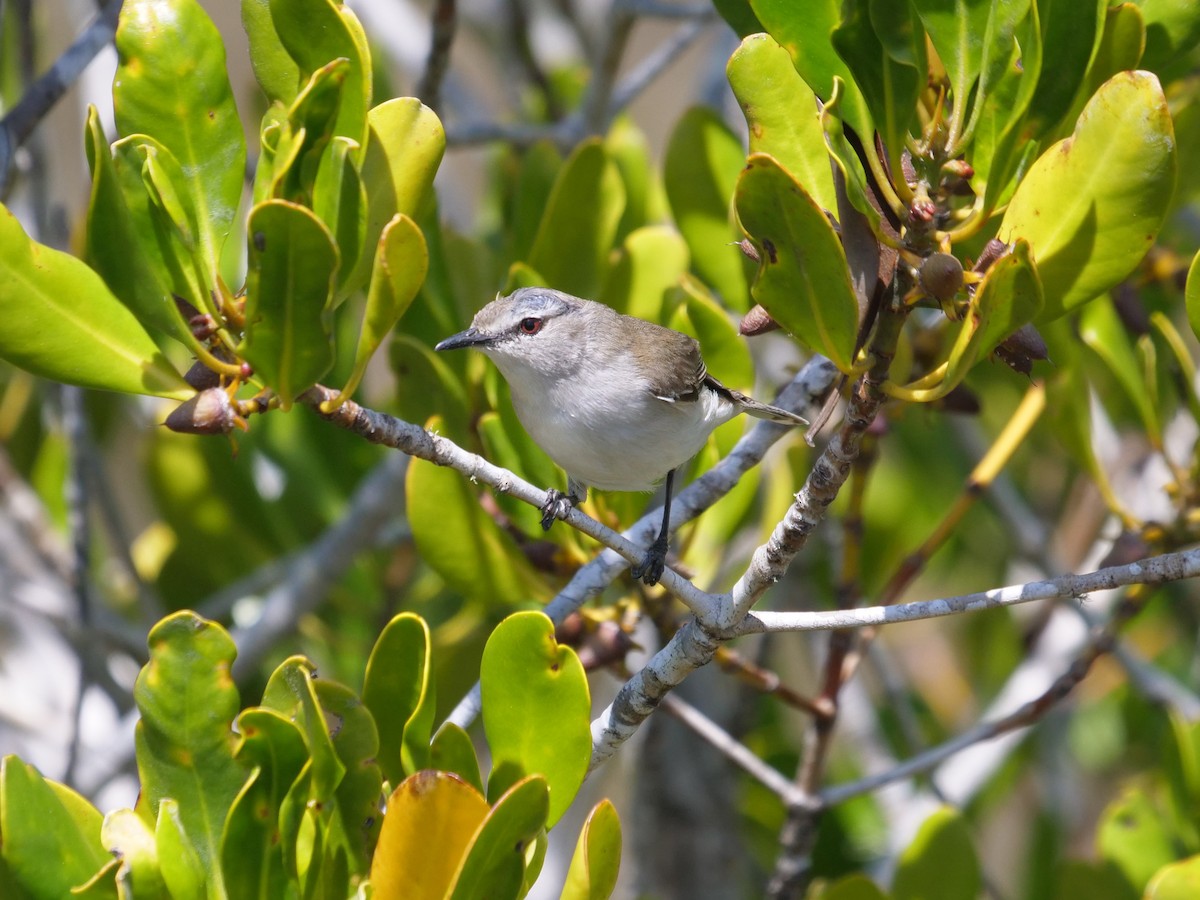 Mangrove Gerygone - ML624111751