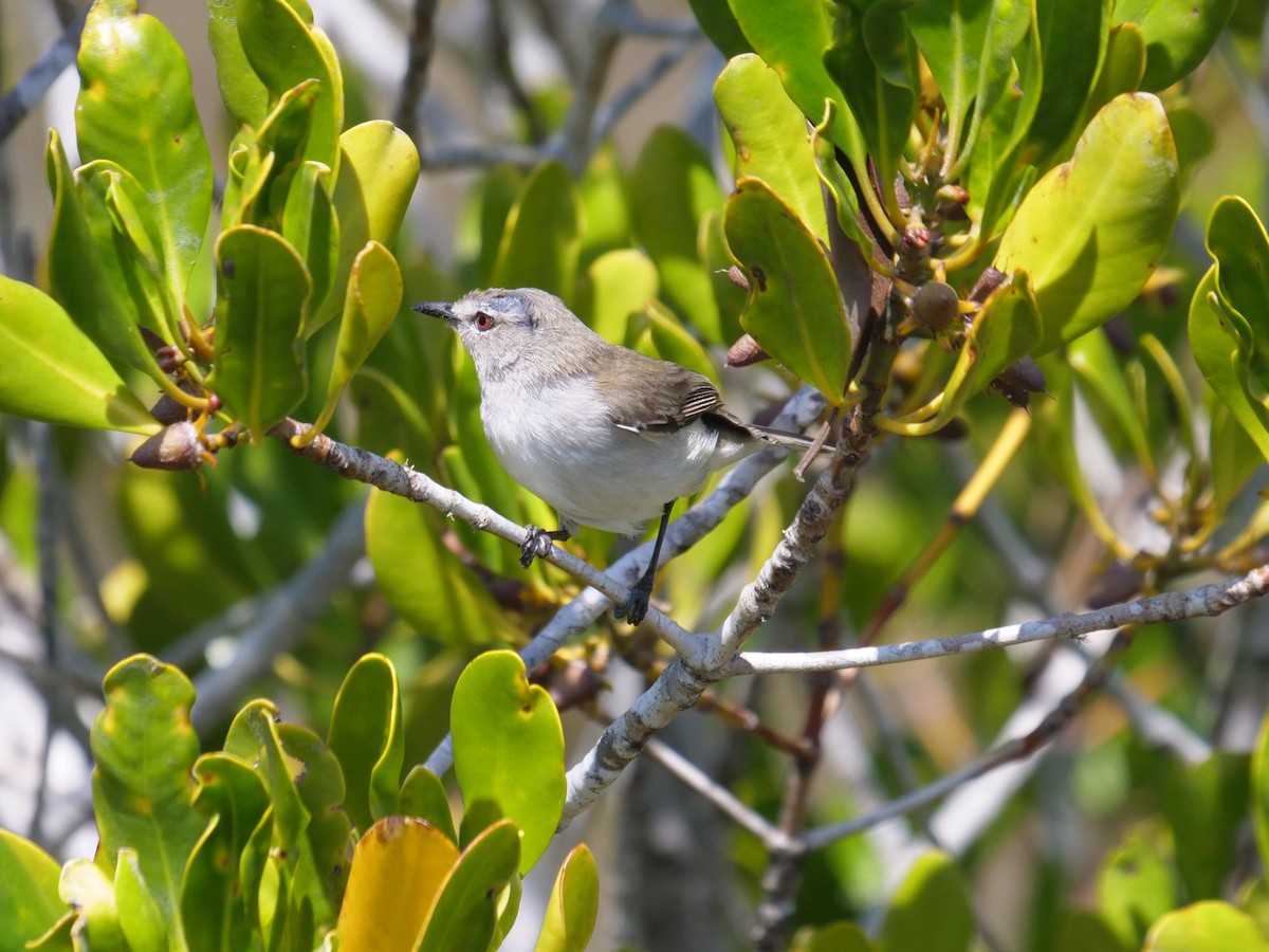 Mangrove Gerygone - ML624111752