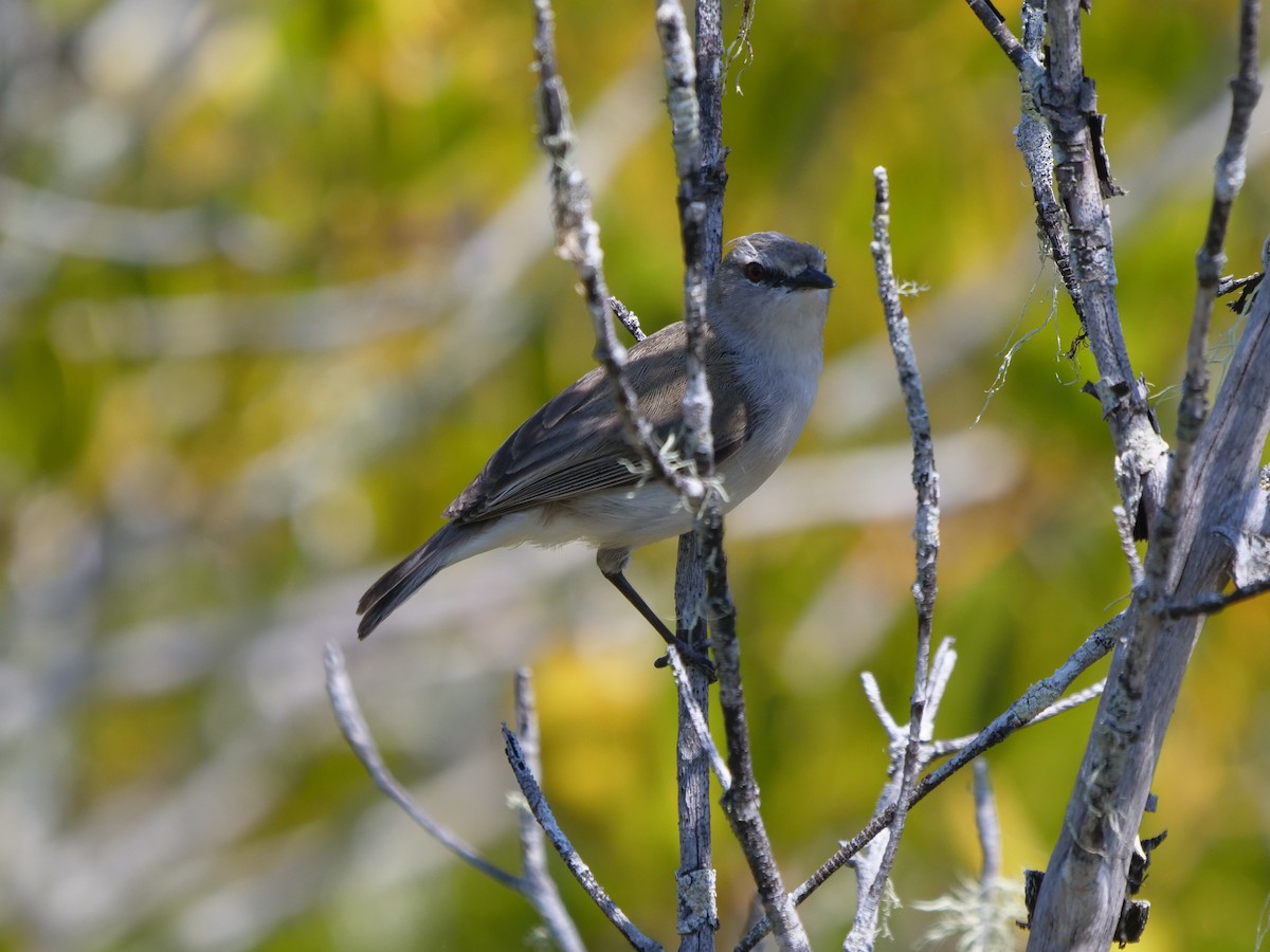 Mangrove Gerygone - ML624111753