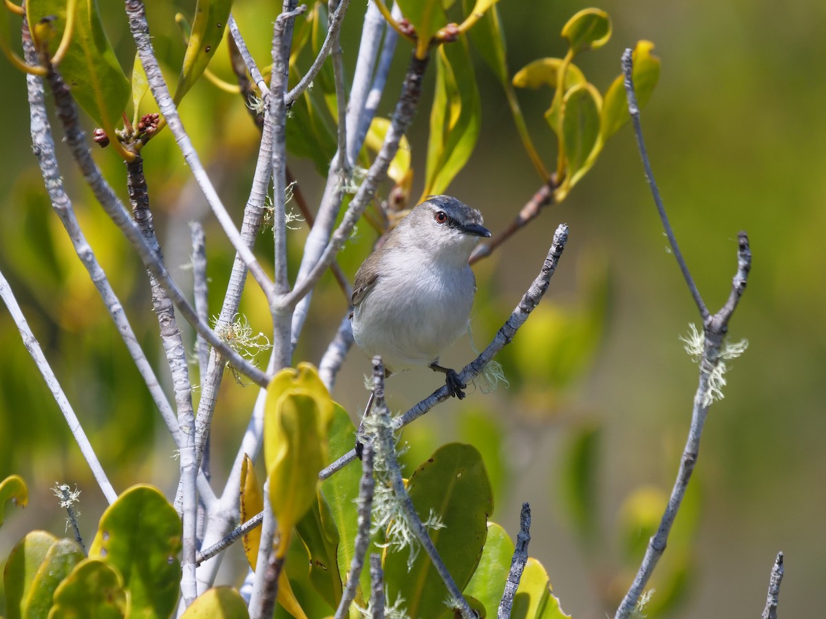 Mangrove Gerygone - ML624111754