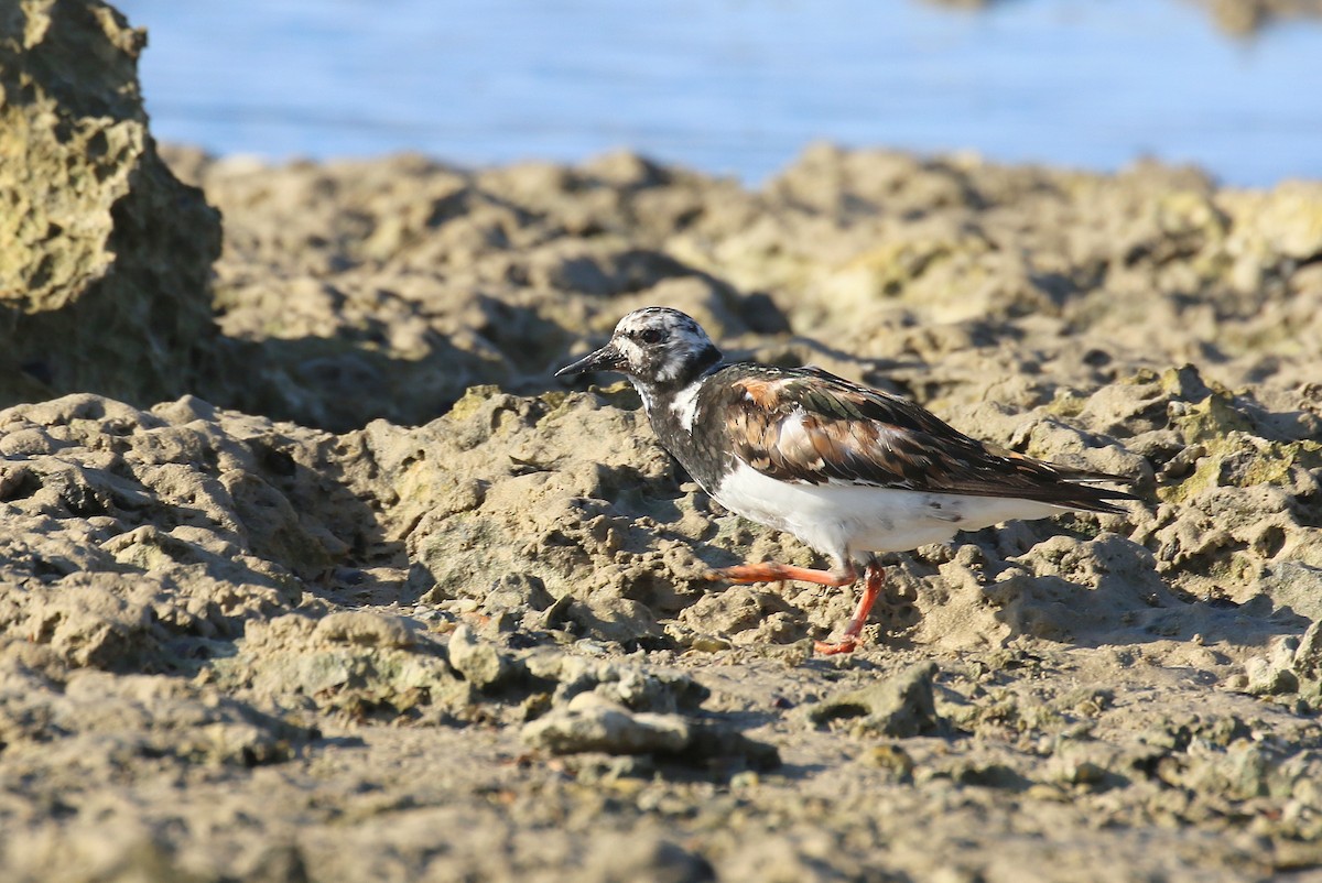 Ruddy Turnstone - ML624111854