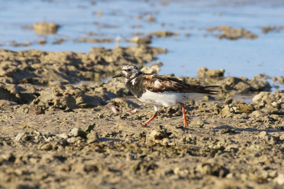 Ruddy Turnstone - ML624111855