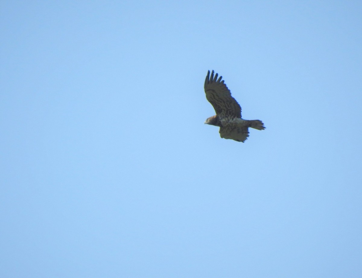 Short-toed Snake-Eagle - ML624111864