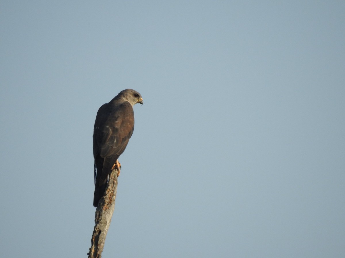 Levant Sparrowhawk - ML624111866