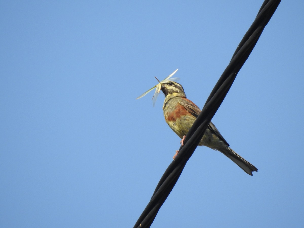 Cirl Bunting - ML624111868