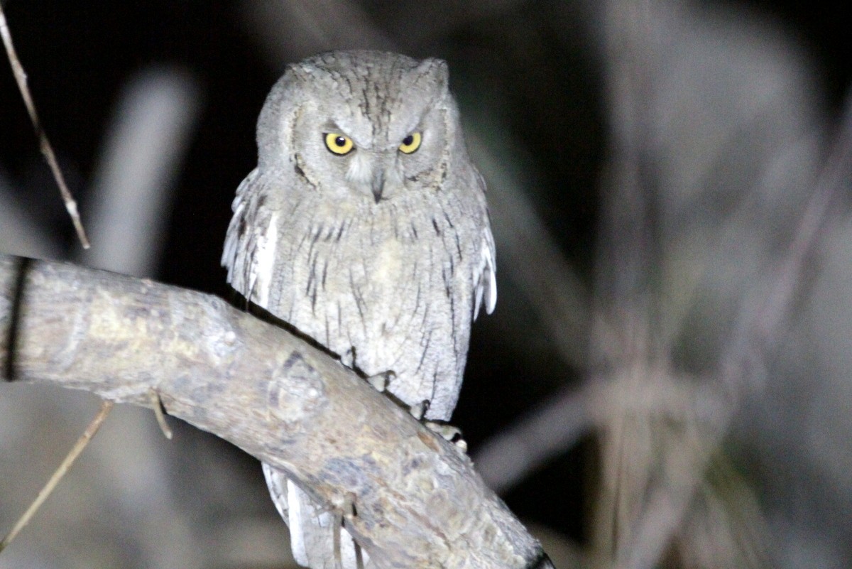 Pallid Scops-Owl - ML624111872