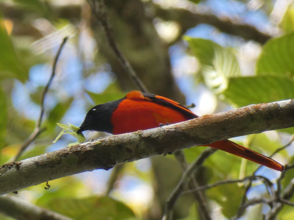 Gray-chinned Minivet - ML624111947