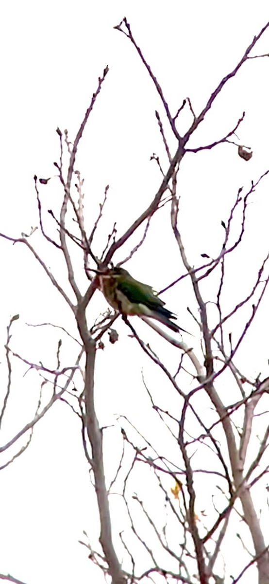 Madagascar Bee-eater - ML624111969