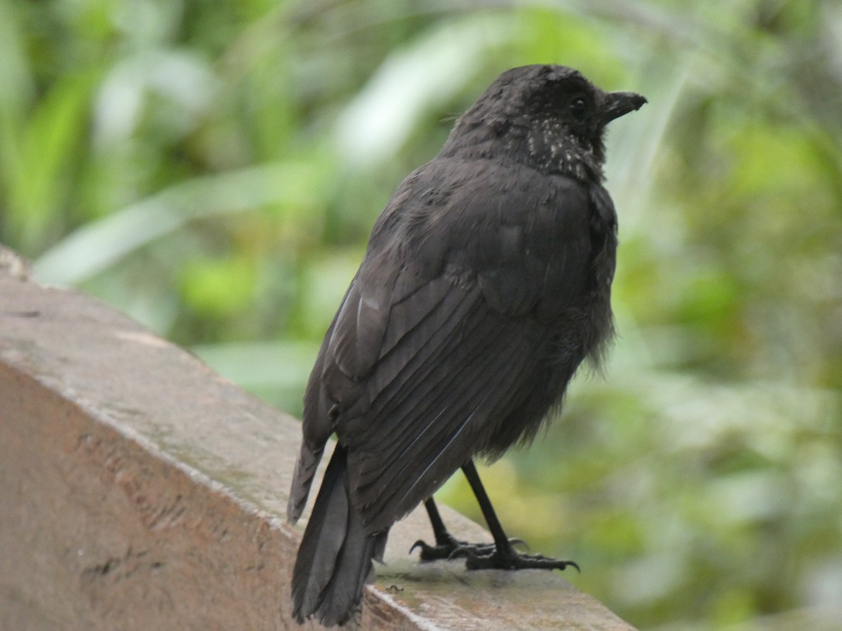 Bornean Whistling-Thrush - ML624111977