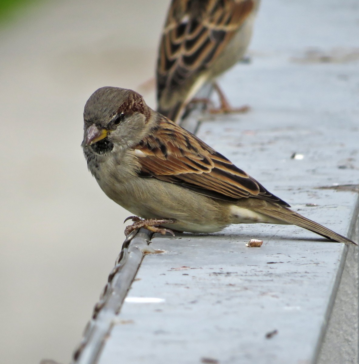 House Sparrow - ML624111988