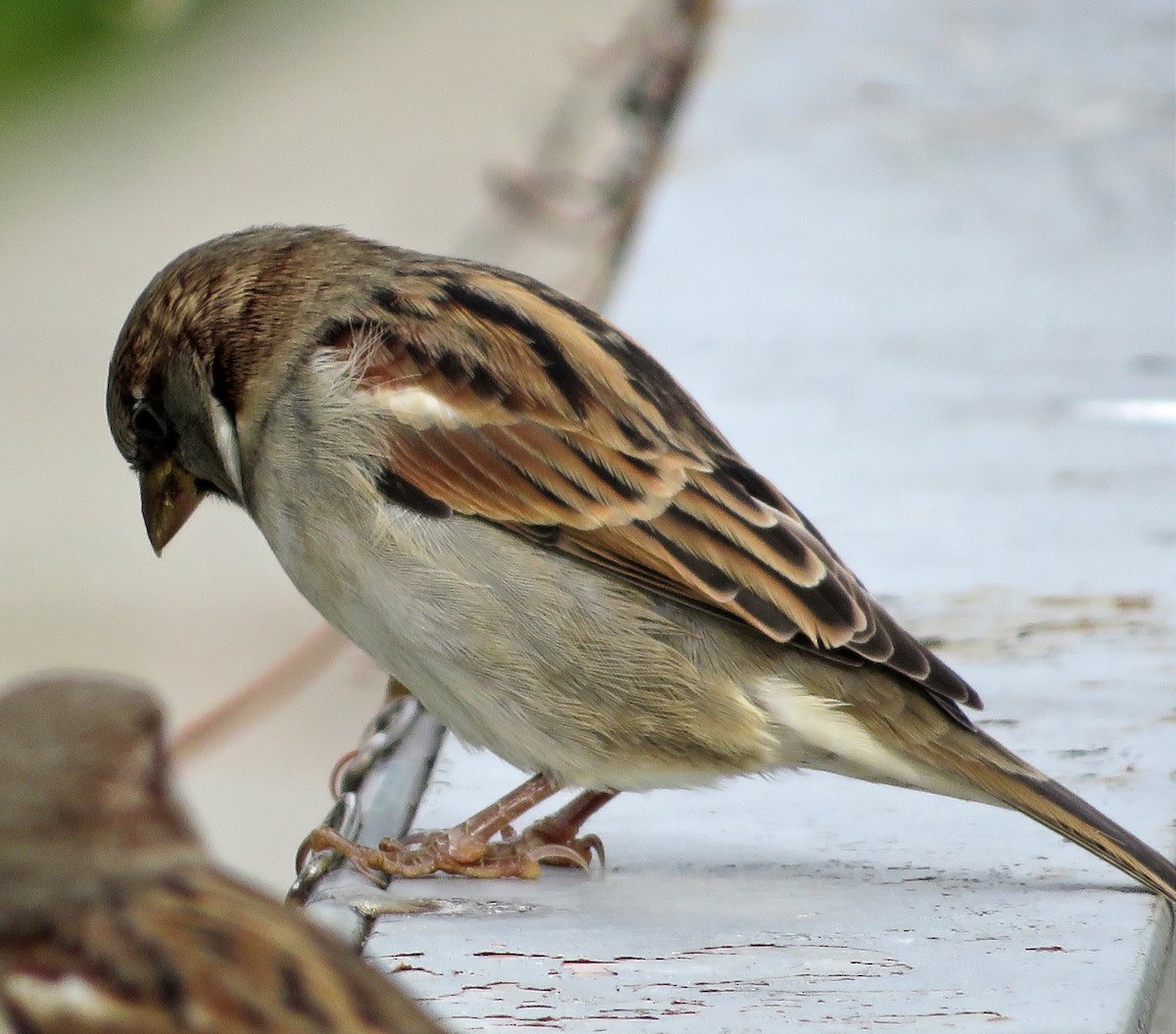 House Sparrow - ML624111989