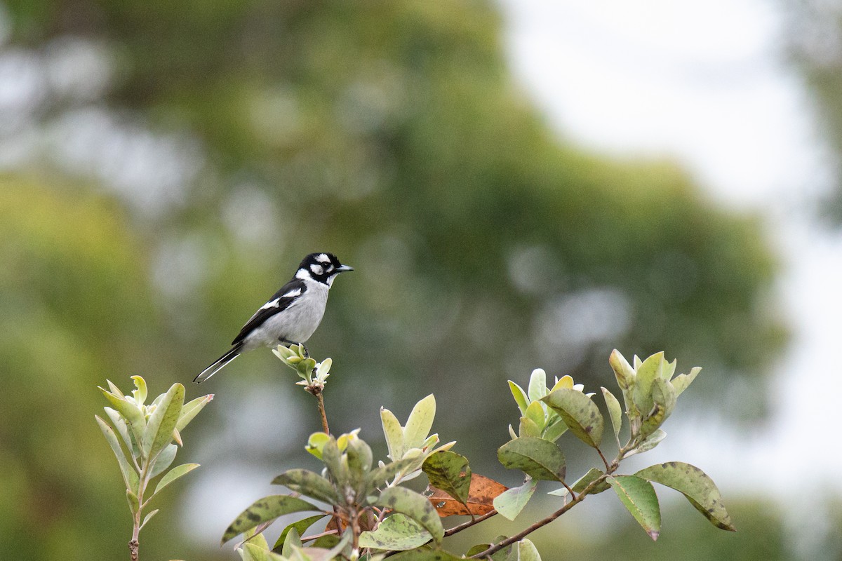 White-eared Monarch - ML624112019