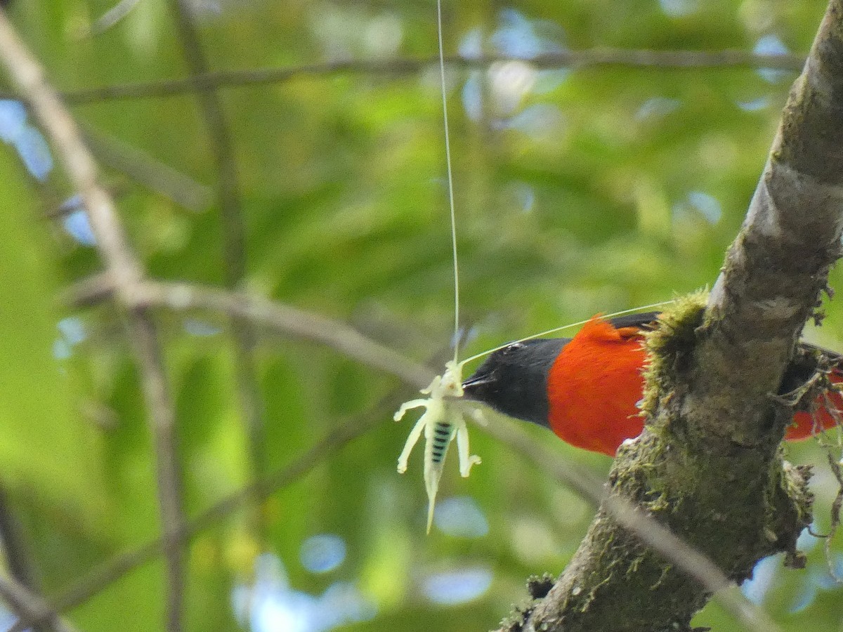 Gray-chinned Minivet - ML624112031