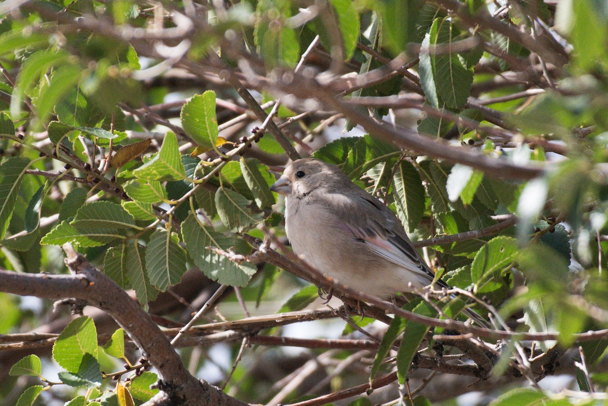 Desert Finch - ML624112053