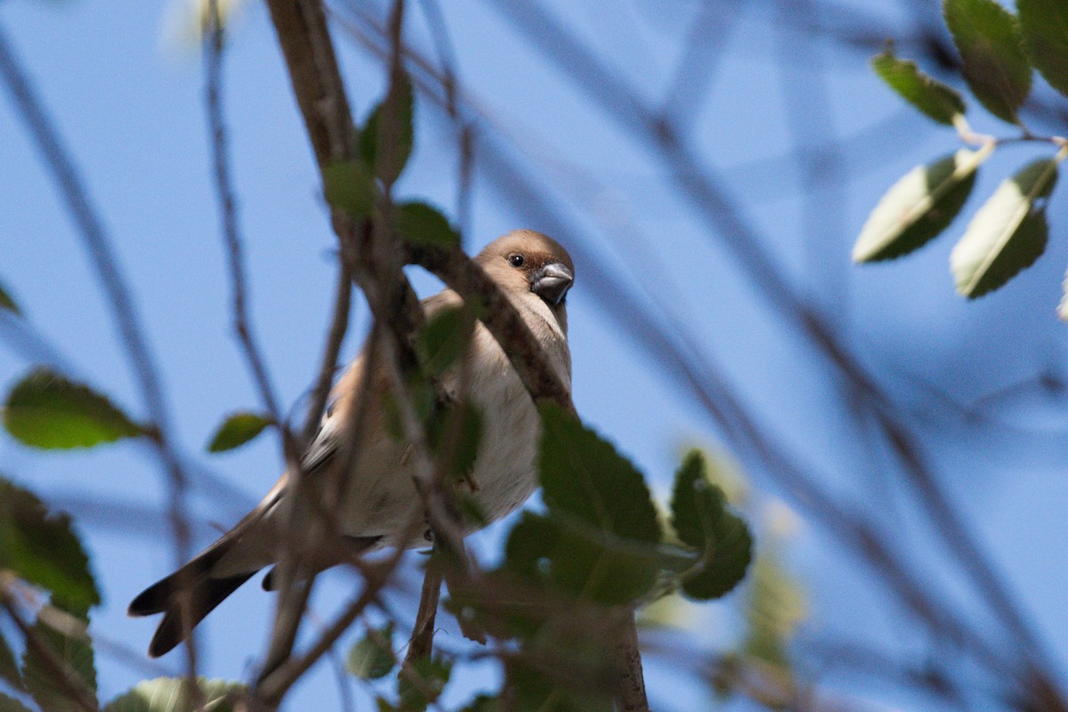 Desert Finch - ML624112054