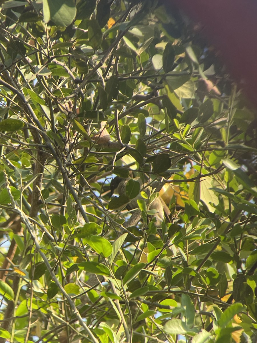 Yellow-throated Greenbul - jono  francis