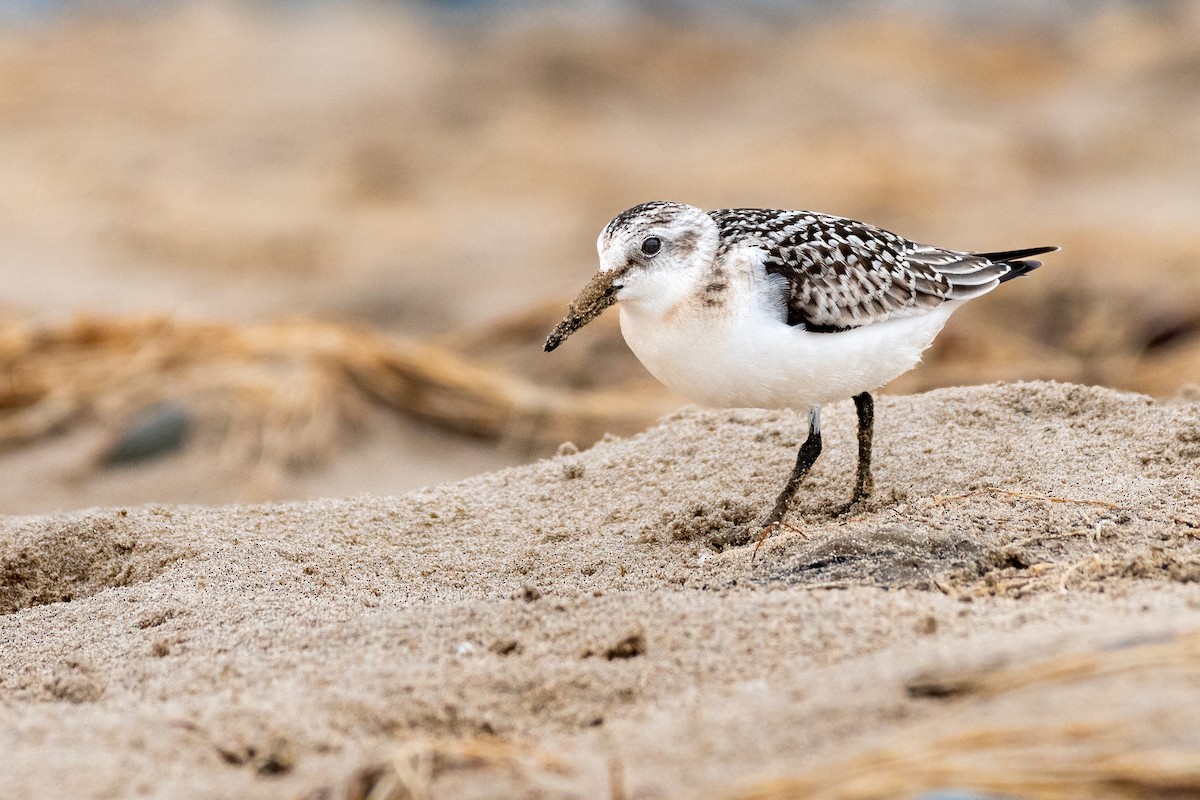 Sanderling - ML624112086