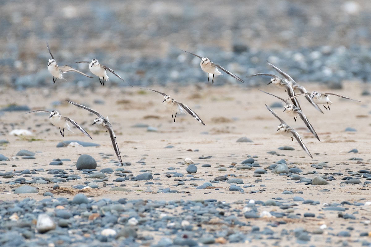 Sanderling - Joshua Brown