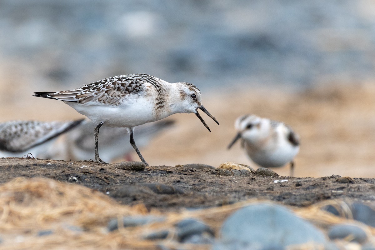 Sanderling - ML624112088