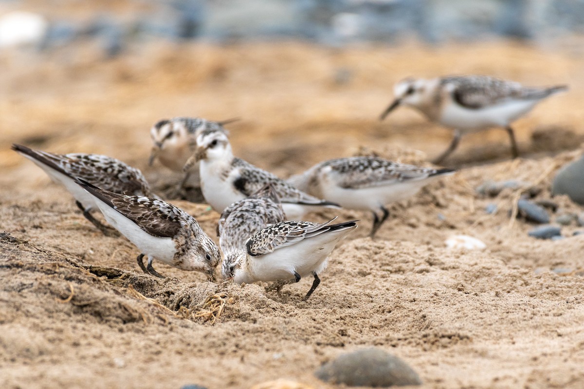 Sanderling - ML624112089