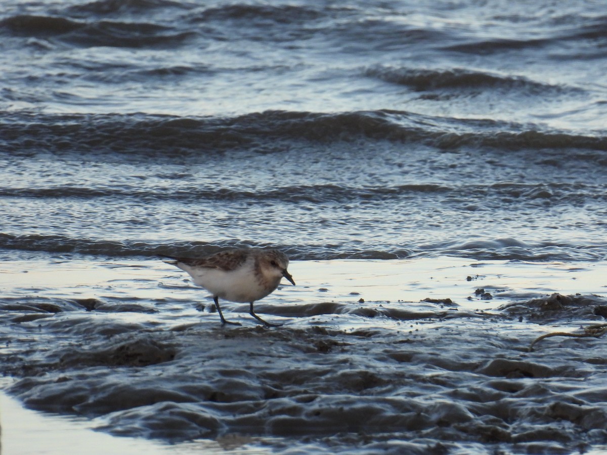 Red-necked Stint - ML624112146